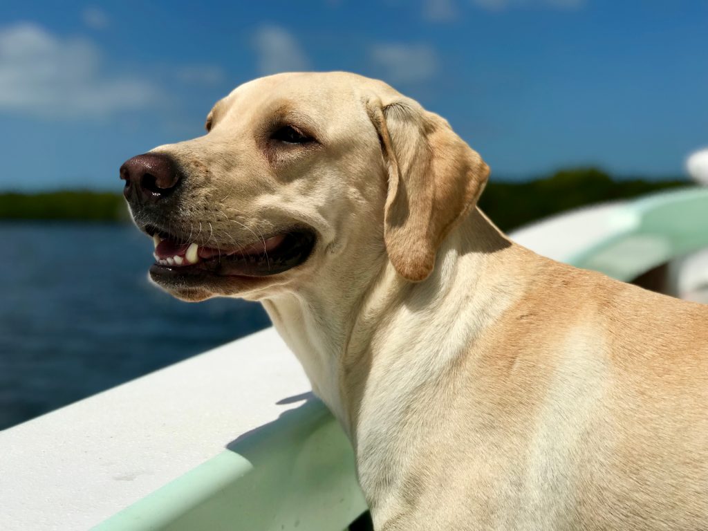 image of labrador retriever looking off the side of a boat.
