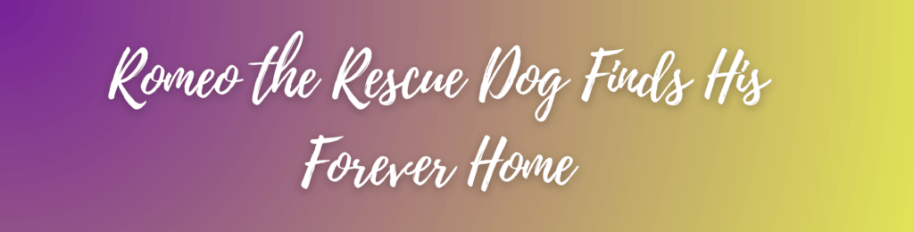 Romeo the Rescue Dog Finds His Forever Home