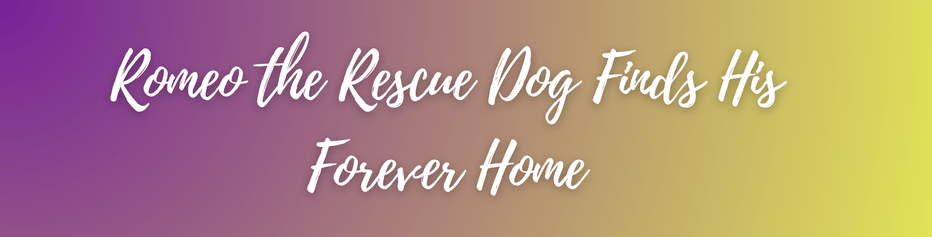 Romeo the Rescue Dog Finds His Forever Home