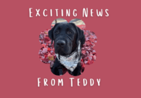 Good Dogg Blog Featured Image with Teddy the Dog