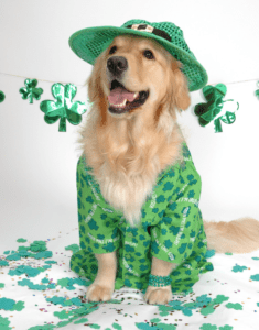 Golden retriever dog wearing a green leprechaun hat and clover pajamas, siting on a shamrock-printed cloth.