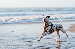 Dalmatian dog running on the beach shoreline.
